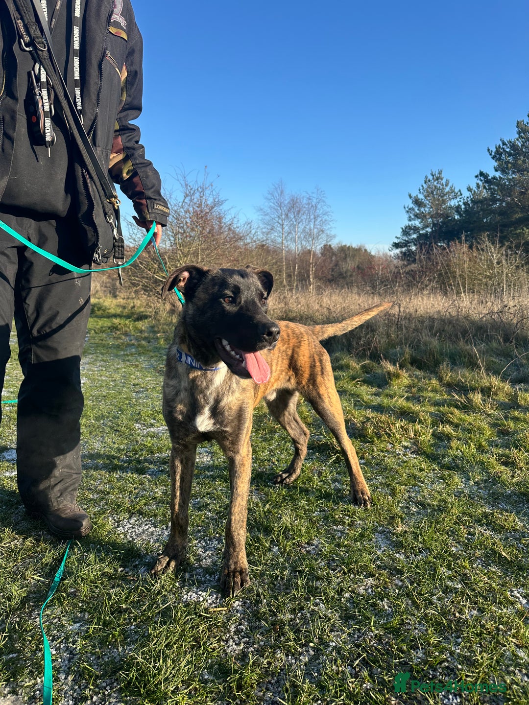 Mixed Breed dogs for sale: Joey - 8m old BullHerder - Advert 7