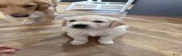 Golden Retriever dogs for sale: A litter of 5 golden retrievers puppies - Advert 6