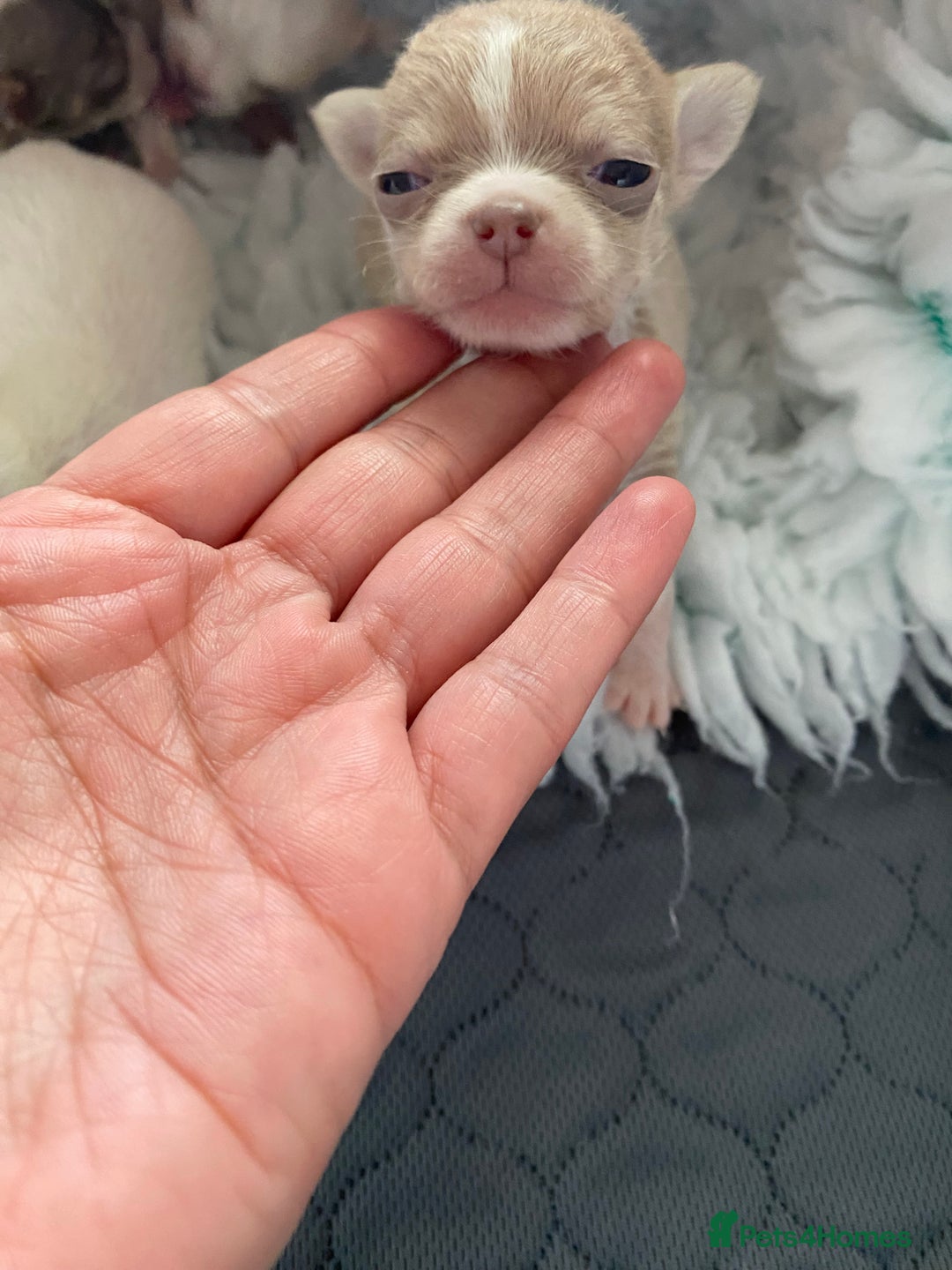 Chihuahua dogs for sale: Exquisite KC Registered Apple Chihuahua Puppies 💖 - Image 14