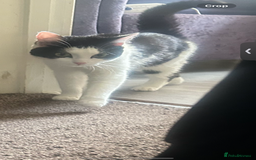 Domestic Shorthair cats for sale: 12 month black and white kitten - Image 4