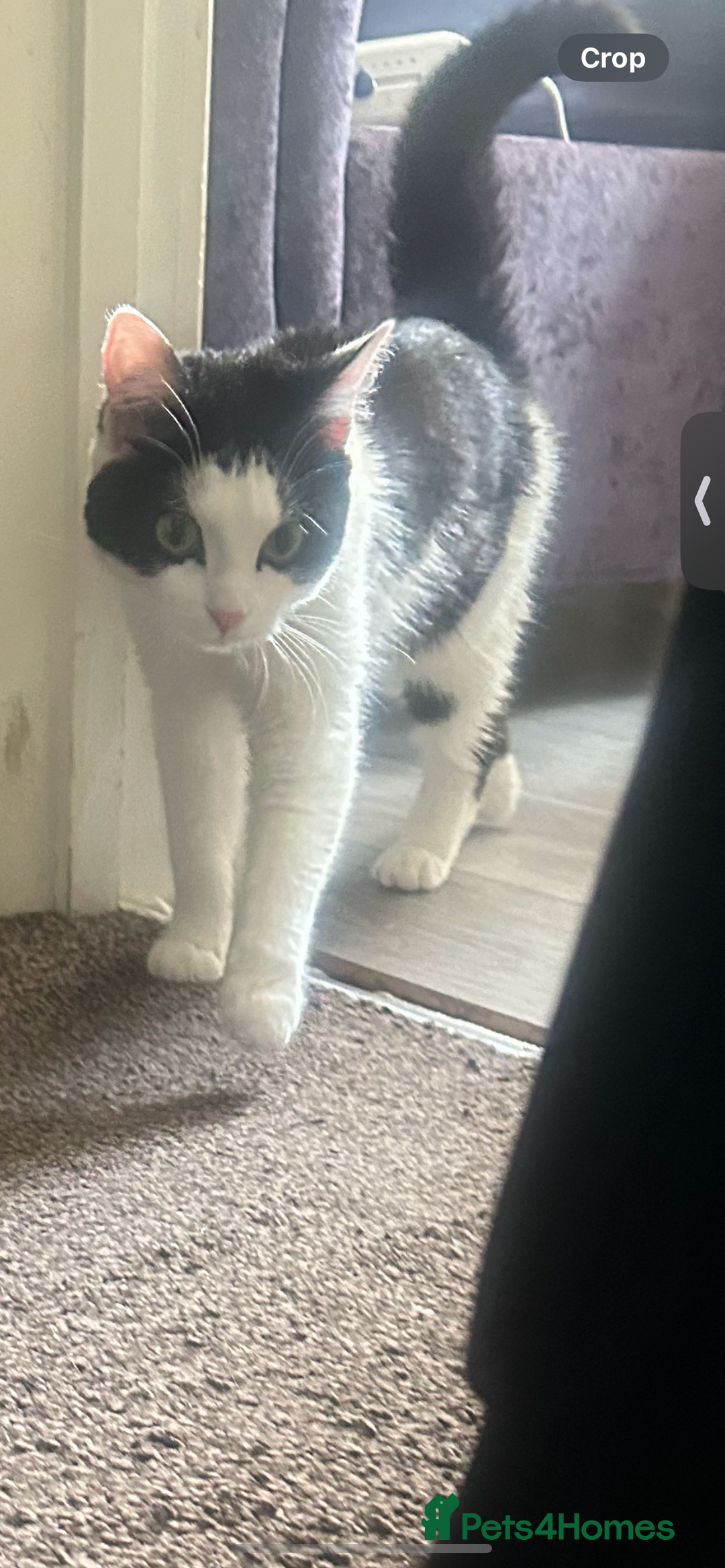 Domestic Shorthair cats for sale: 12 month black and white kitten - Image 4