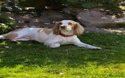 Cocker Spaniel dogs for sale: The most beautiful Working Cocker Puppies - Image 3