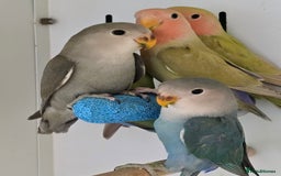 Budgerigars birds for sale: Beautiful Baby Budgies, lovebirds & Cockatiels!!! - Image 8
