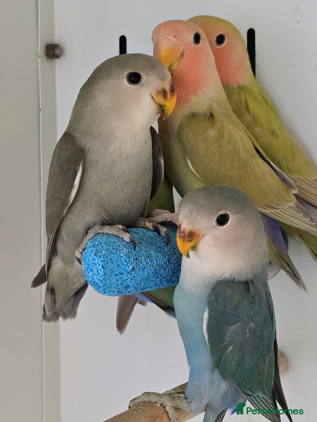 Budgerigars birds for sale: Beautiful Baby Budgies, lovebirds & Cockatiels!!! - Image 8