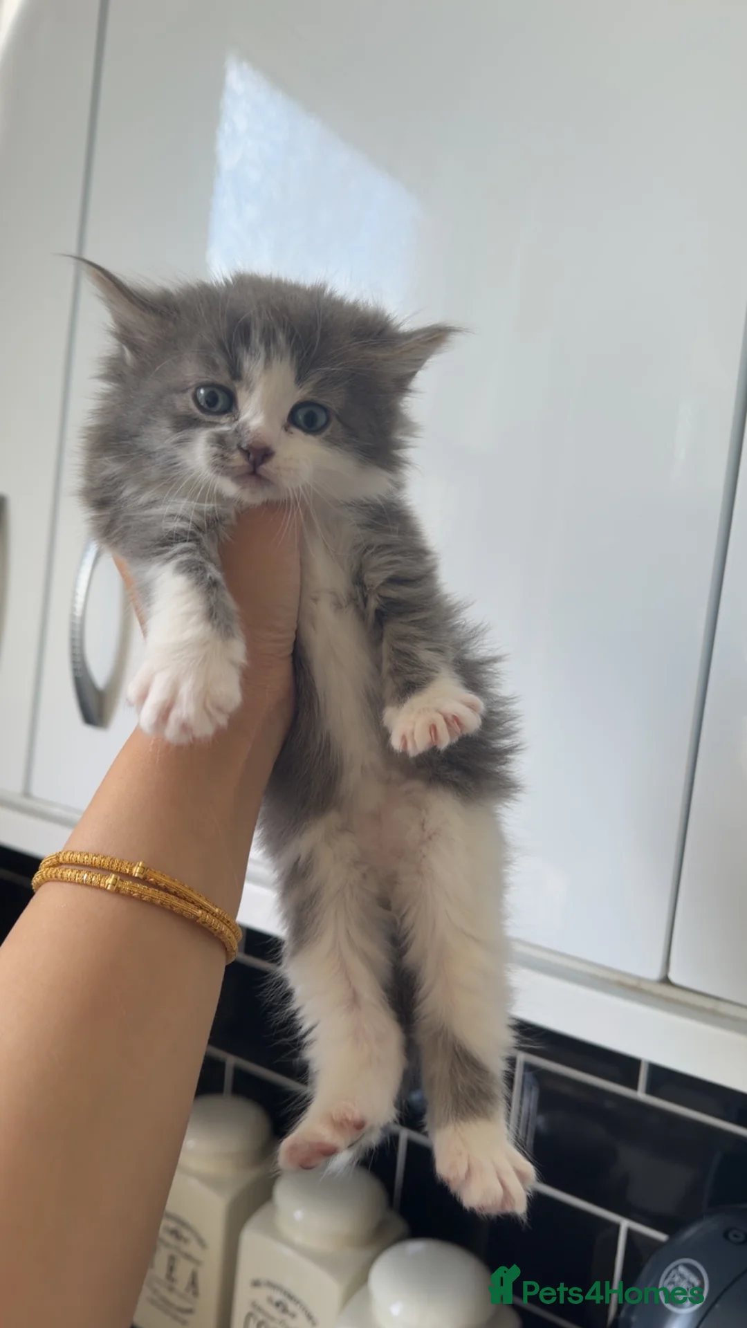 Mixed Breed cats for sale: Kittens for sale  - Advert 2
