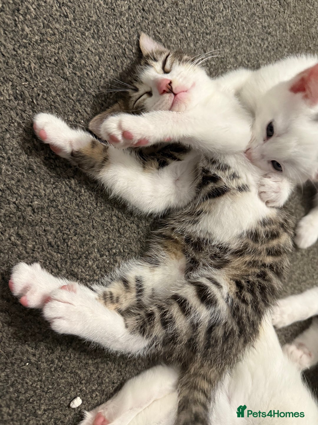 Turkish Angora cats for sale: Turkish angora kittens  - Image 6