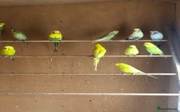 Budgerigars birds for sale: Budgie colony (nice mixture of colours) - Image 2