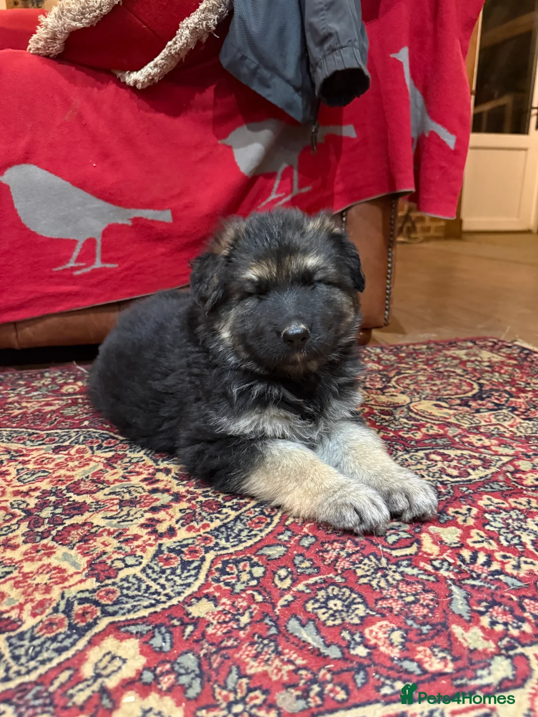 German Shepherd dogs for sale: KC reg health tested parents  - Advert 17