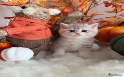 British Shorthair cats for sale: Blue Golden British Shorthair - Image 20