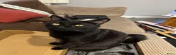 Mixed Breed cats for sale: Black male cat - Advert 2