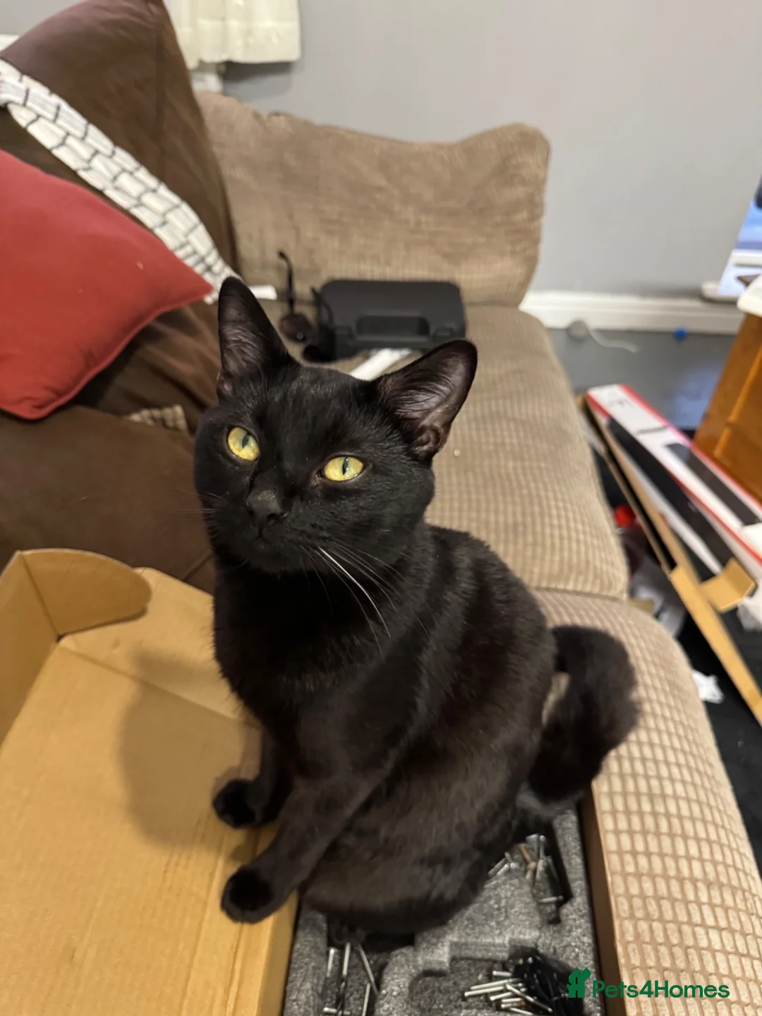 Mixed Breed cats for sale: Black male cat - Advert 2