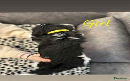 Shih Tzu dogs for sale: 🩷 Beautiful Shitzu Puppies 🩷 - Image 4