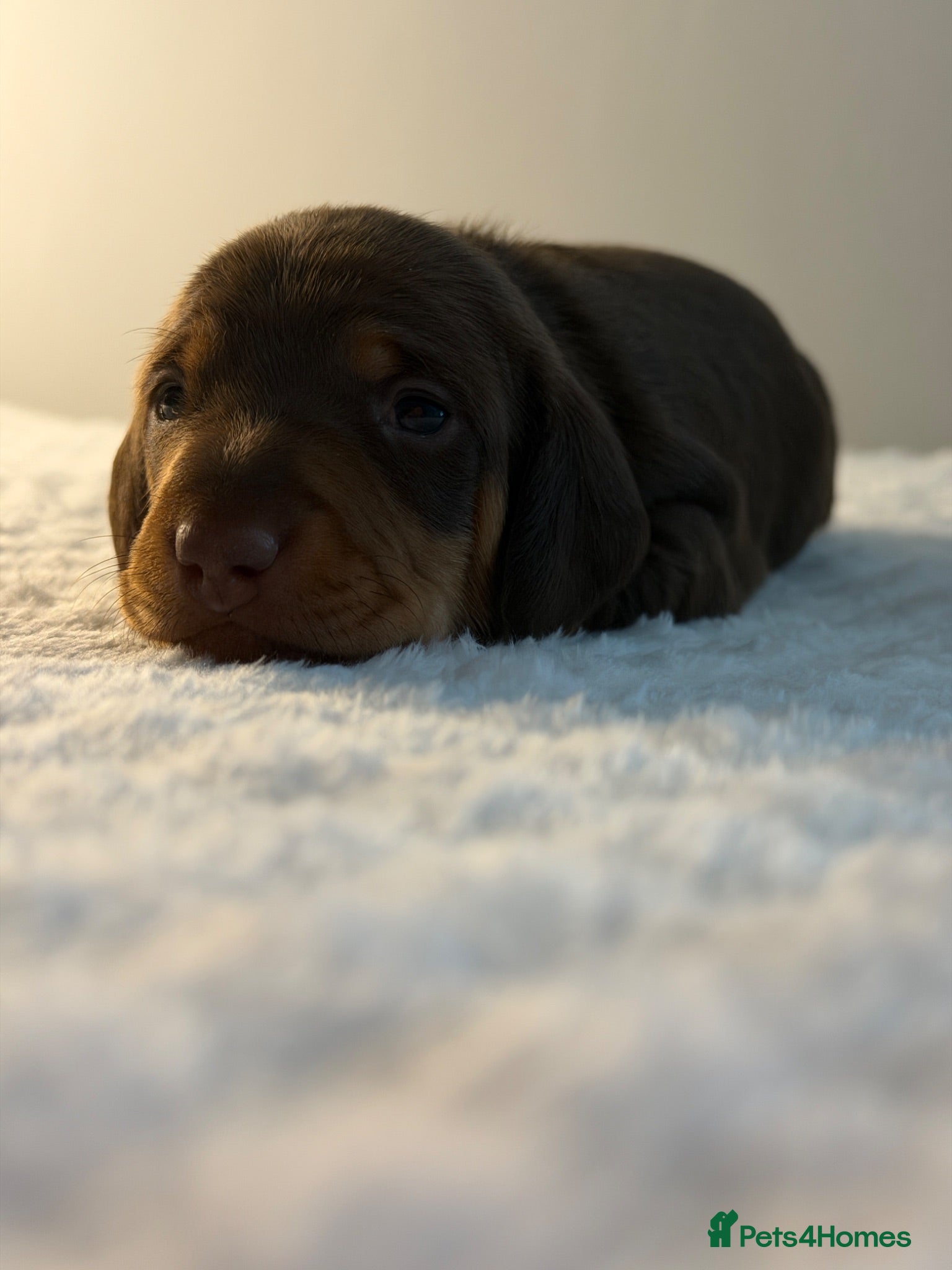 Miniature Dachshund dogs mini dachshund PRA clear 5 star licensed breeder  - Advert 2