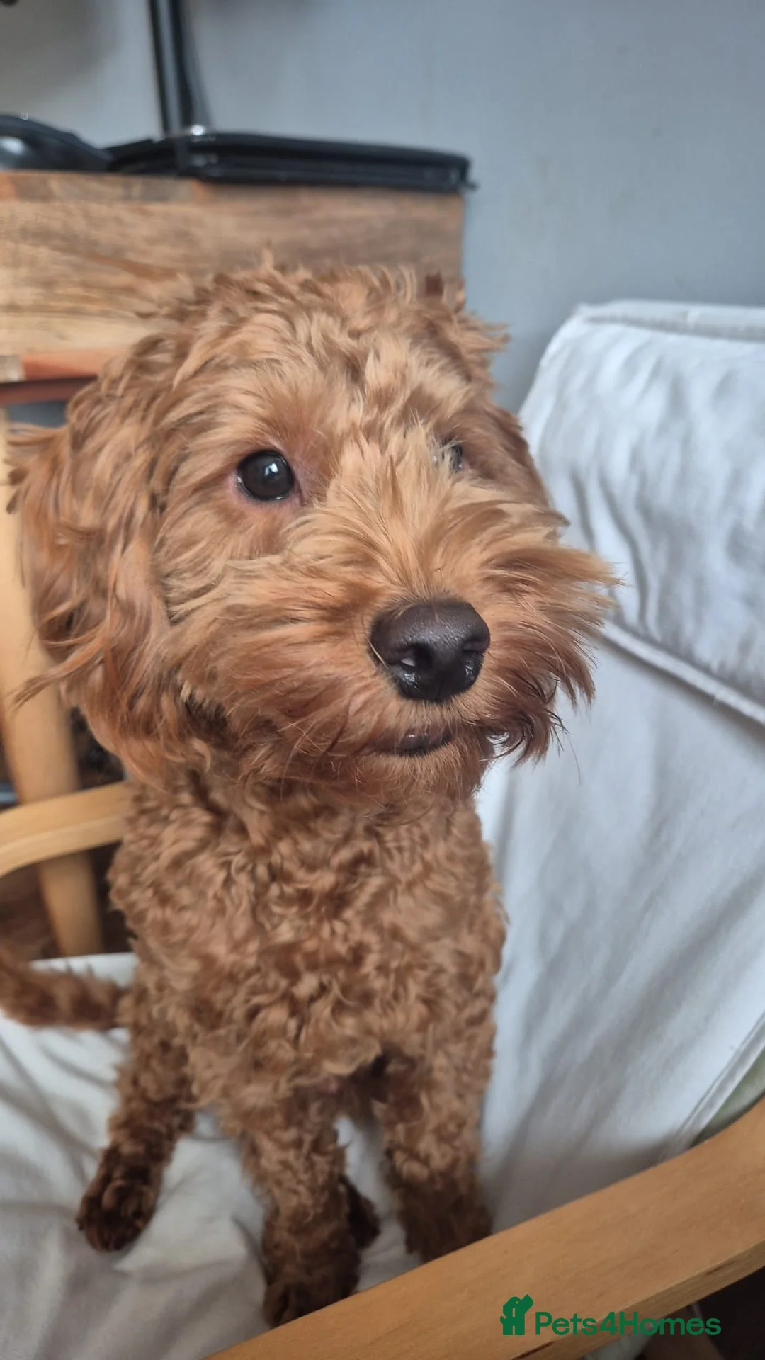 Cockapoo dogs for sale: Cockapoo - 10 Months - Advert 2