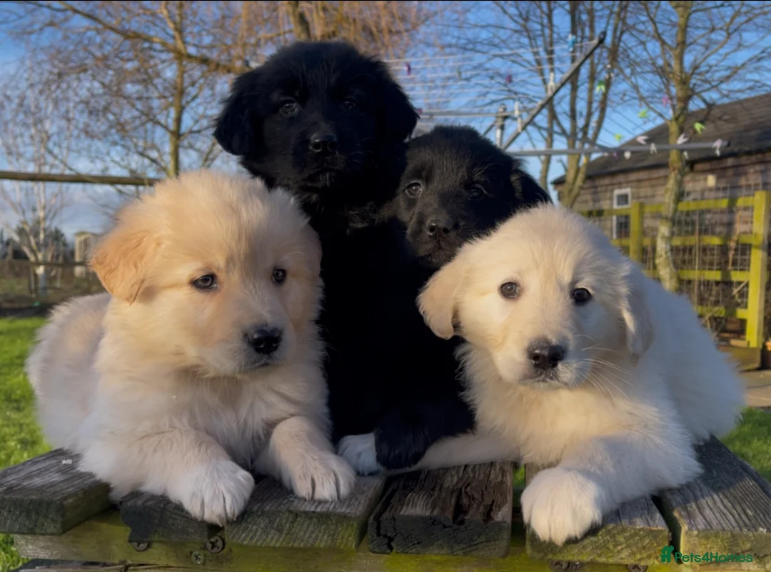 Mixed Breed dogs for sale: Golden Retriever X German Shepherd puppies - Advert 5