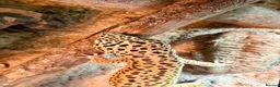 Gecko reptiles for sale: Leopard gecko in Brighton - Advert 2