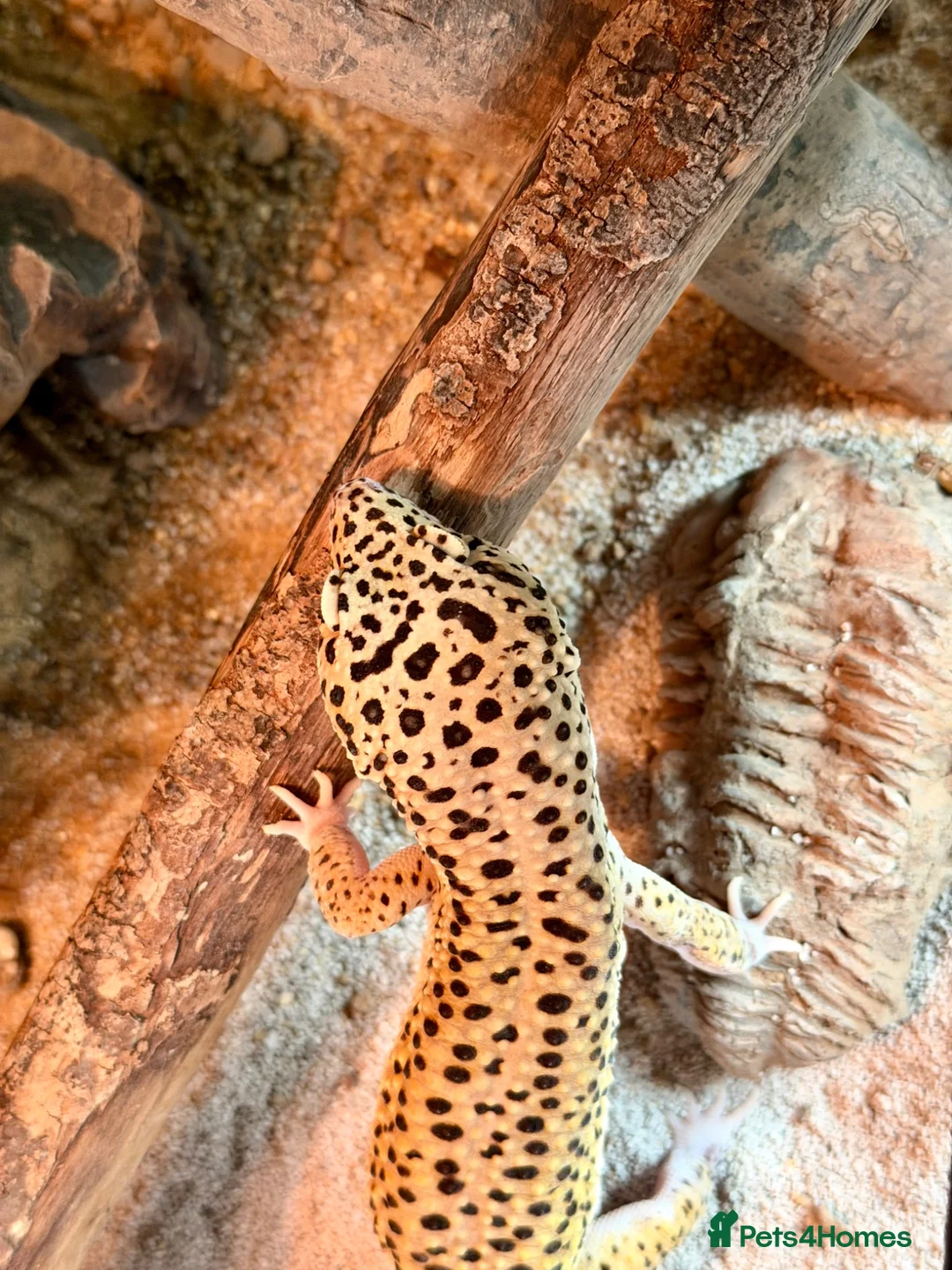 Gecko reptiles for sale: Leopard gecko in Brighton - Advert 2