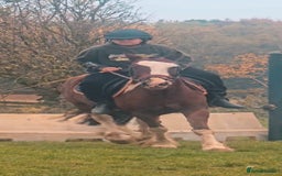 Shetland pony horses for sale: Super Buddy 13.3hh  - Image 3