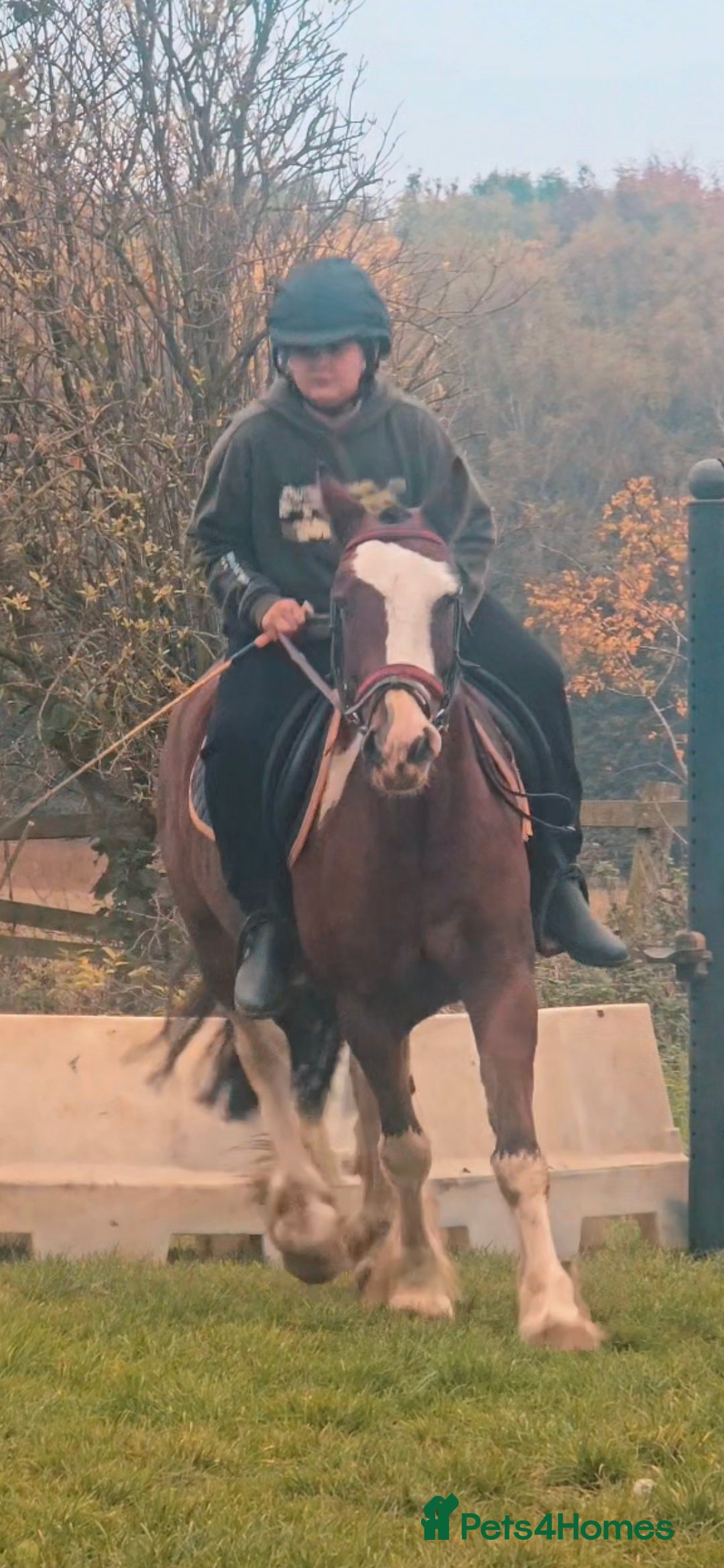 Shetland pony horses for sale: Super Buddy 13.3hh  - Image 3