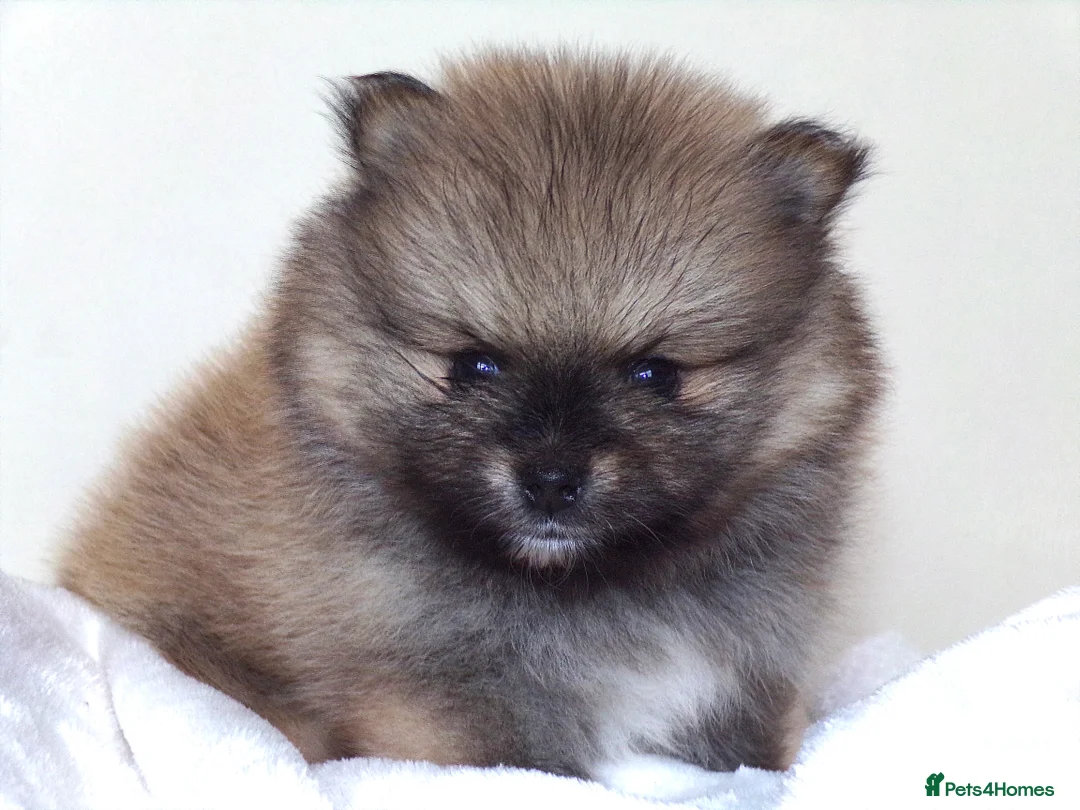 Pomeranian dogs for sale: Teddy bear Pomeranian puppies 🧸 - Advert 4