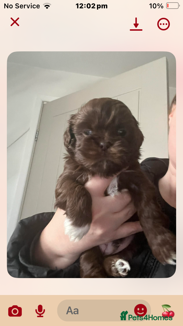 Shih Tzu dogs  Last chocolate half imperial Shitzu  - Advert 18