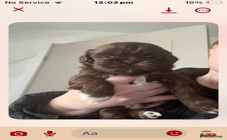 Shih Tzu dogs 3 Shitzu ready leave soon !! - Advert 3