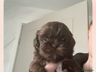 Shih Tzu dogs 3 Shitzu ready leave soon !! - Advert 5