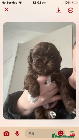 Shih Tzu dogs 3 Shitzu ready leave soon !! - Advert 3