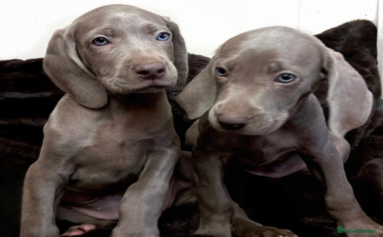 Weimaraner dogs - Advert 1
