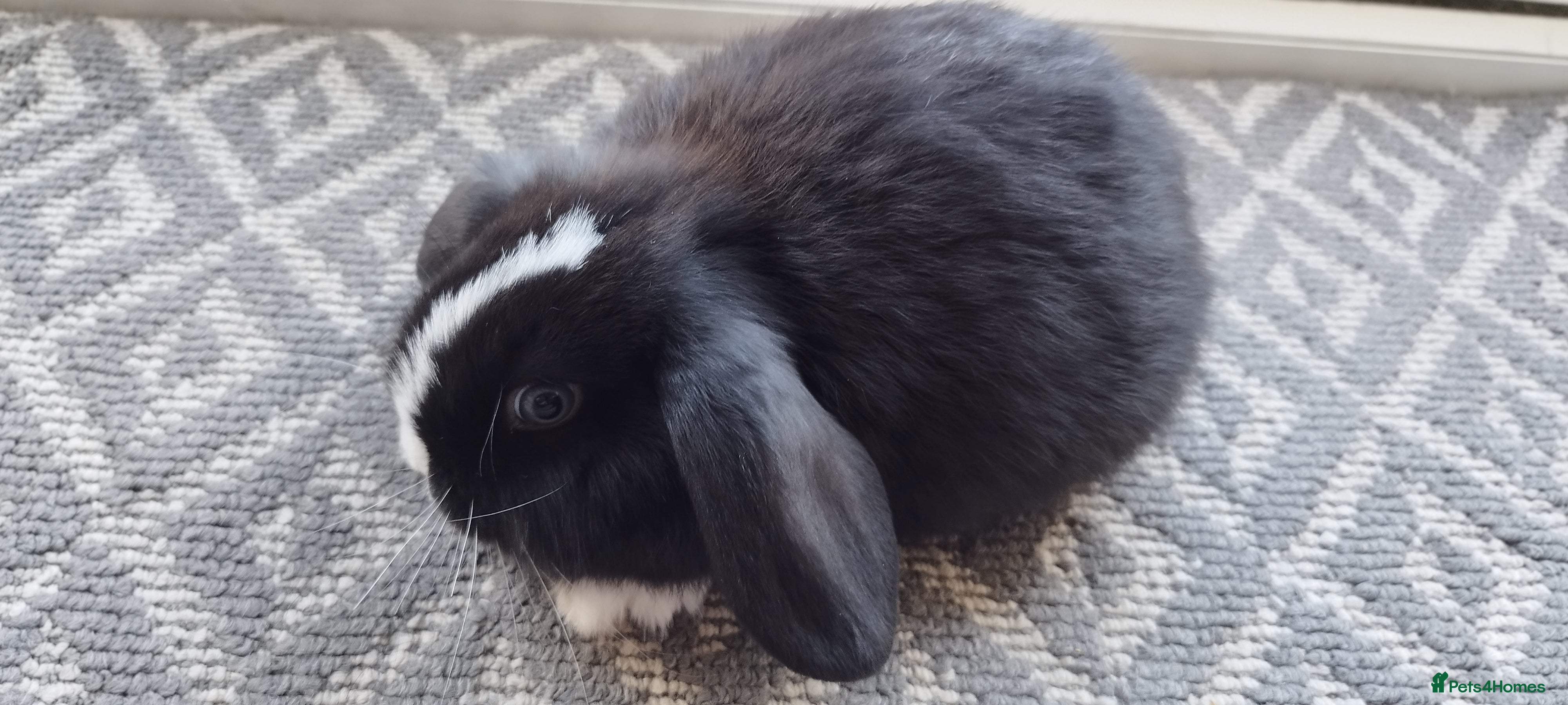 Mini Lop rabbits Mini lops Bunnies Updated (17/3/26) - Advert 20