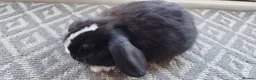 Mini Lop rabbits for sale: Mini lops Bunnies  - Advert 9