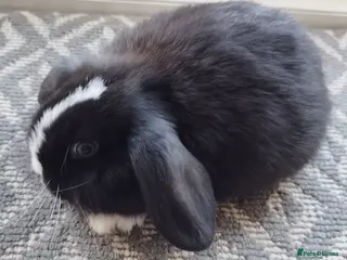 Mini Lop rabbits Mini lops Bunnies Updated (17/3/26) - Advert 20