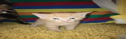 Mixed Breed cats for sale: 3 kittens for sale  - Advert 1