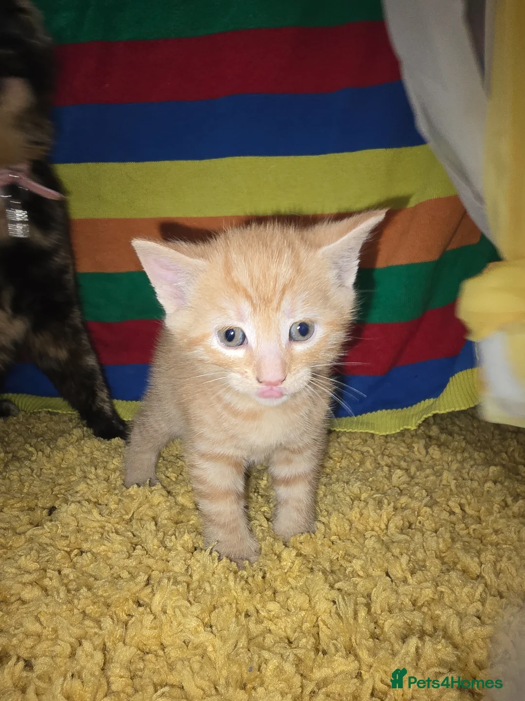 Mixed Breed cats for sale: 3 kittens for sale  - Advert 1