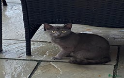 Mixed Breed cats for sale: Russian blue x British blue  - Image 1
