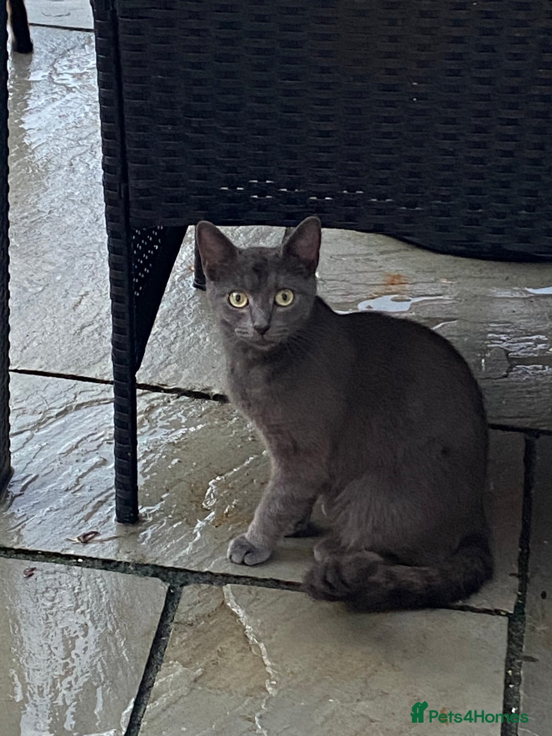 Mixed Breed cats for sale: Russian blue x British blue  - Image 1