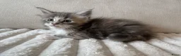 Ragcoon cats for sale: 8 gorgeous Mainecoon x ragdoll babies  - Advert 15