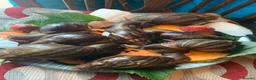 Snails invertebrates for sale: Beautiful African land snails.  - Advert 2