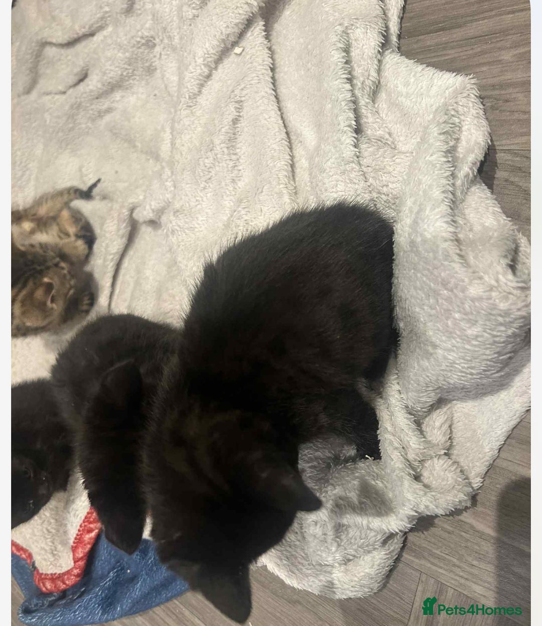 Savannah cats for sale: 2 black smoke Savanna's left f3 need a home asap  - Advert 5