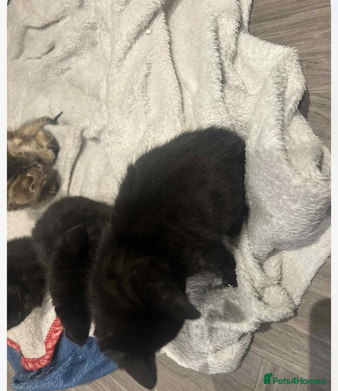 Savannah cats for sale: 2 black smoke Savanna's left f3 need a home asap  - Advert 5