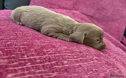 Miniature Dachshund dogs for stud: STORM CALL true Isabella & Tan long haired KC 5* in Stockport - Image 8