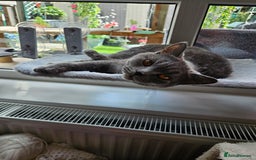 British Shorthair cats for sale: British short haired  - Image 3
