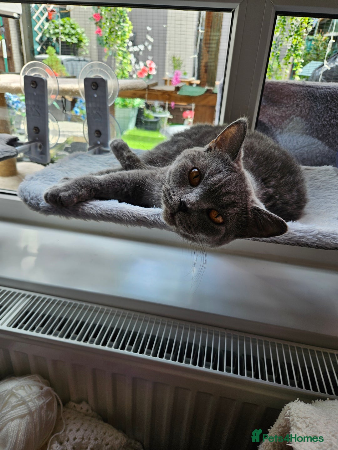 British Shorthair cats for sale: British short haired  - Image 3