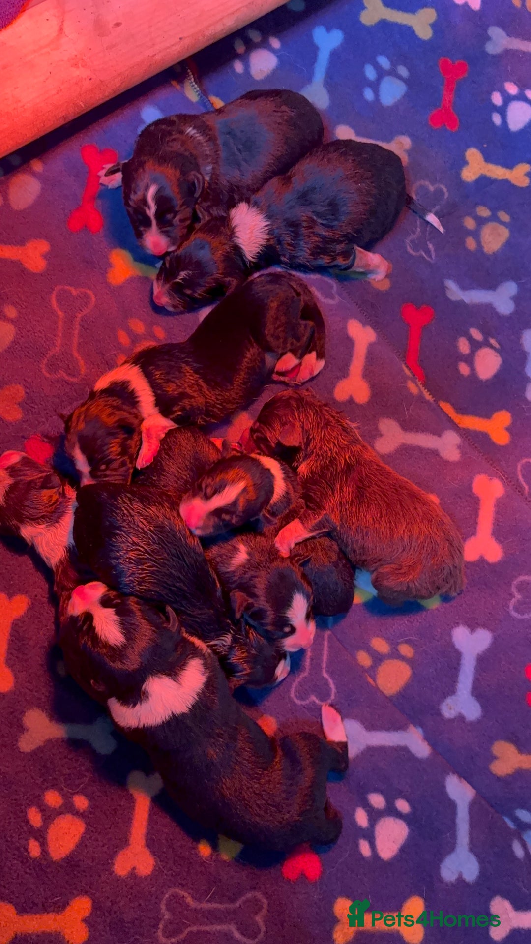 Border Collie dogs for sale: Border collie puppies  - Image 4