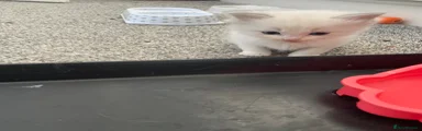 Ragdoll Kitten 1