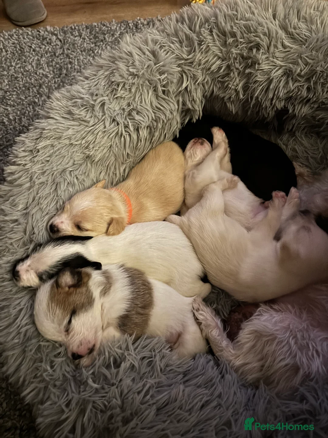 Mixed Breed dogs for sale: Maltijack - Advert 17