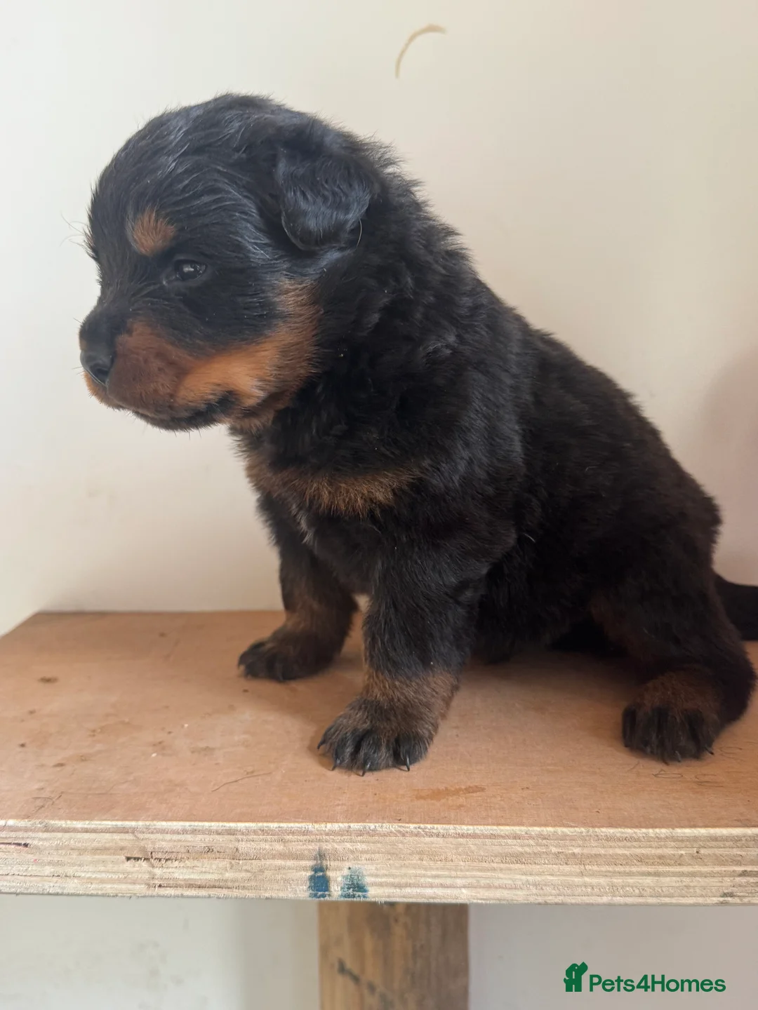 Rottweiler dogs for sale: Rottweiler puppies 3 girls left ready 1st April x - Advert 33
