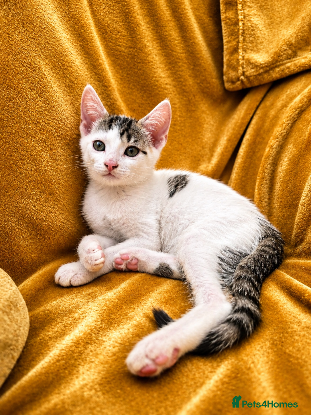 Mixed Breed cats for sale: 5 Beautiful Kittens Who Adore Human Company - Advert 11