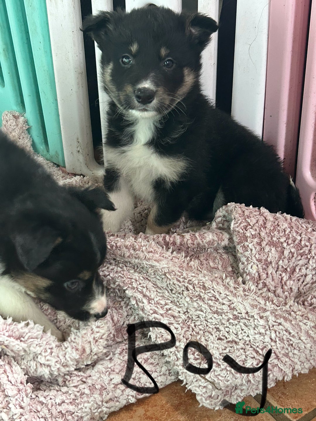 Border Collie dogs for sale: Border collies - Advert 11