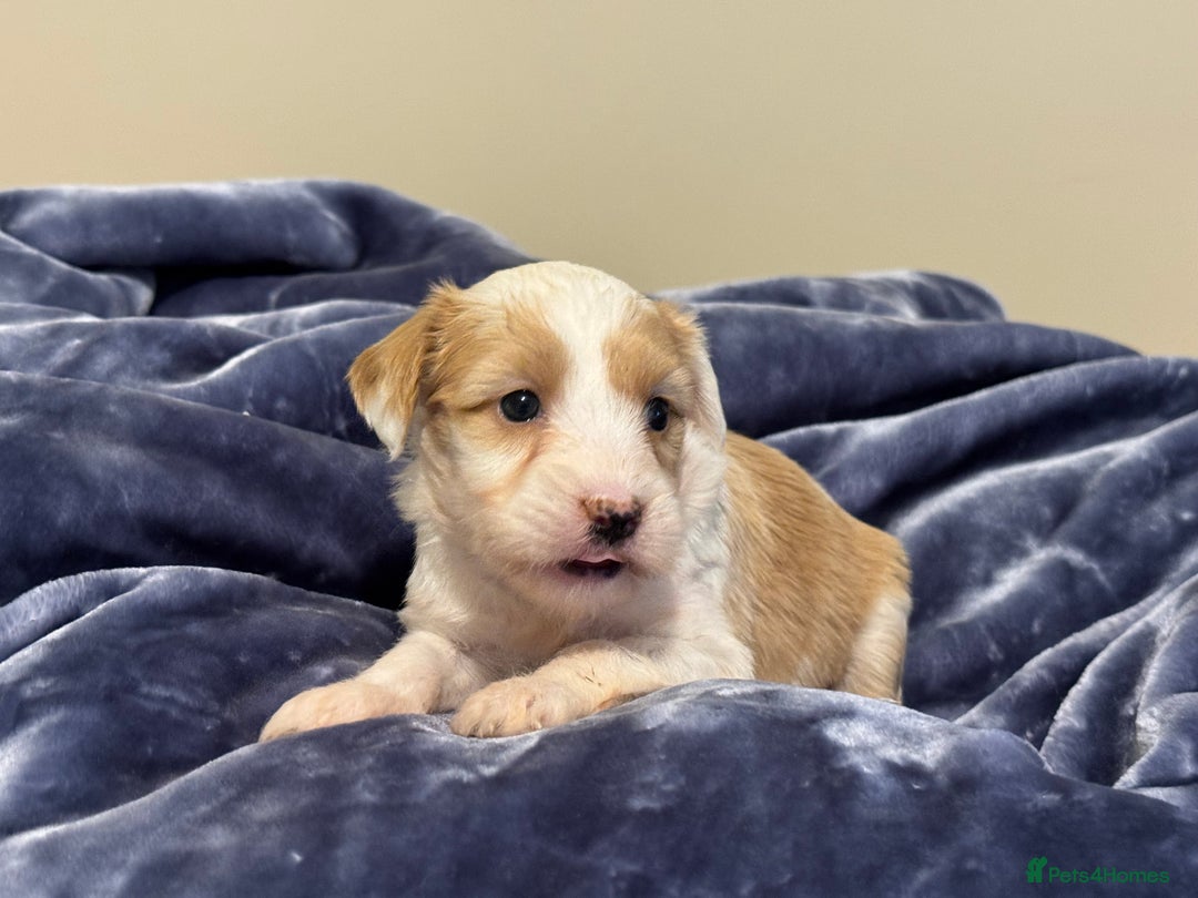 Tibetan Terrier dogs for sale: Stunning KC Reg Tibetan terrier Puppies  - Advert 7